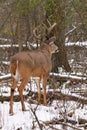 Whitetail Deer Buck in Snow During Rut Royalty Free Stock Photo