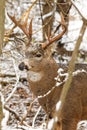 Whitetail Deer Buck Snow Royalty Free Stock Photo