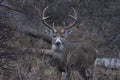 Whitetail Deer Buck Royalty Free Stock Photo