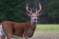 Whitetail Deer Buck Royalty Free Stock Photo