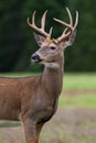 Whitetail Deer Buck Royalty Free Stock Photo