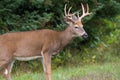 Whitetail Deer Buck Royalty Free Stock Photo
