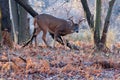 Whitetail Deer Buck Royalty Free Stock Photo