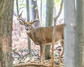 Whitetail Deer Buck Royalty Free Stock Photo