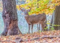 Whitetail Deer Buck Royalty Free Stock Photo