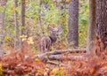 Whitetail Deer Buck