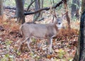 Whitetail Deer Buck Royalty Free Stock Photo