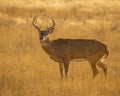 Whitetail Deer Buck stands in grass field during hunting season Royalty Free Stock Photo