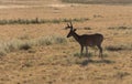 Whitetail Deer Buck in Summer in Colorado