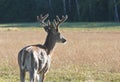 Whitetail Deer Buck Royalty Free Stock Photo