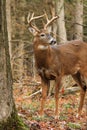 Whitetail Deer Buck Royalty Free Stock Photo