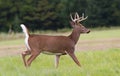 Whitetail Deer Buck Royalty Free Stock Photo