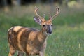 Whitetail Deer Buck with Velvet on Antlers Royalty Free Stock Photo