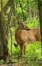 Whitetail Deer Buck with Velvet Antlers in Forest Clearing Royalty Free Stock Photo