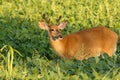 Whitetail Deer Buck with Velvet Antlers Royalty Free Stock Photo