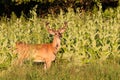 Whitetail Deer Buck with Velvet Antlers Royalty Free Stock Photo