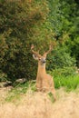 Whitetail Deer Buck with Velvet Antlers Royalty Free Stock Photo