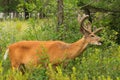 Whitetail Deer Buck With Velvet Antlers in Summer Feeding