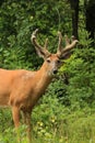 Whitetail Deer Buck With Velvet Antlers in Summer Royalty Free Stock Photo