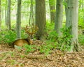 Whitetail Deer Buck In Velvet Royalty Free Stock Photo
