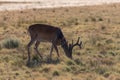 Whitetail Deer Buck in Velvet Grazing Royalty Free Stock Photo