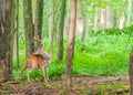 Whitetail Deer Buck In Velvet Royalty Free Stock Photo