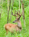 Whitetail Deer Buck In Velvet