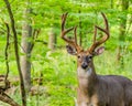 Whitetail Deer Buck In Velvet Royalty Free Stock Photo