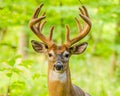 Whitetail Deer Buck In Velvet Royalty Free Stock Photo