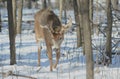 Whitetail Deer Buck Walking In Winter Royalty Free Stock Photo