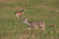 Whitetail deer buck watching doe during rut Royalty Free Stock Photo