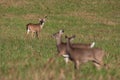 Whitetail deer buck watching doe during rut Royalty Free Stock Photo