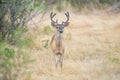 Whitetail Deer Buck Royalty Free Stock Photo