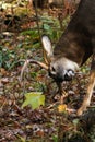 Whitetail Deer Buck Working a Rub Royalty Free Stock Photo