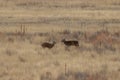 Whitetail Deer Bucks in Autumn in Colorado Royalty Free Stock Photo