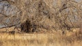 Whitetail Deer Bucks in Autumn in Colorado Royalty Free Stock Photo