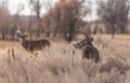 Whitetail Deer Bucks in Autumn Royalty Free Stock Photo