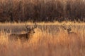 Whitetail Deer Bucks in Autumn Royalty Free Stock Photo