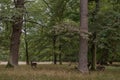 Whitetail Deer Bucks In Autumn Velvet Standing In An Opening In The Woods. Beautiful Deers In The Forest With Amazing Royalty Free Stock Photo