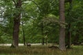 Whitetail Deer Bucks In Autumn Velvet Standing In An Opening In The Woods. Beautiful Deers In The Forest With Amazing Royalty Free Stock Photo