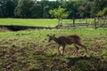 Whitetail Deer Bucks In Autumn Velvet Standing In An Opening In The Woods. Beautiful Deers In The Forest With Amazing Royalty Free Stock Photo