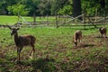 Whitetail Deer Bucks In Autumn Velvet Standing In An Opening In The Woods. Beautiful Deers In The Forest With Amazing Royalty Free Stock Photo