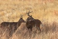 Whitetail Deer Bucks in Autumn Royalty Free Stock Photo