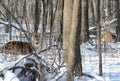 Whitetail Deer Bucks Bedded Down In Forest Royalty Free Stock Photo