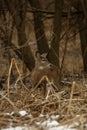 Whitetail deer bucks and does. Royalty Free Stock Photo