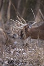 Whitetail deer bucks and does. Royalty Free Stock Photo