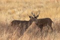 Whitetail Deer Bucks in Fall Royalty Free Stock Photo