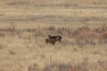 Whitetail Deer bucks in Autumn Royalty Free Stock Photo