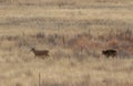 Whitetail Deer Bucks Rutting in Autumn Royalty Free Stock Photo