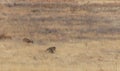 Whitetail Deer Bucks in the Fall Rut Royalty Free Stock Photo